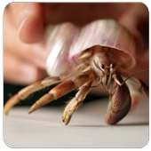 How to Play With Hermit Crab on 9Apps