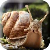 Snail 3d Real Live Wallpaper on 9Apps