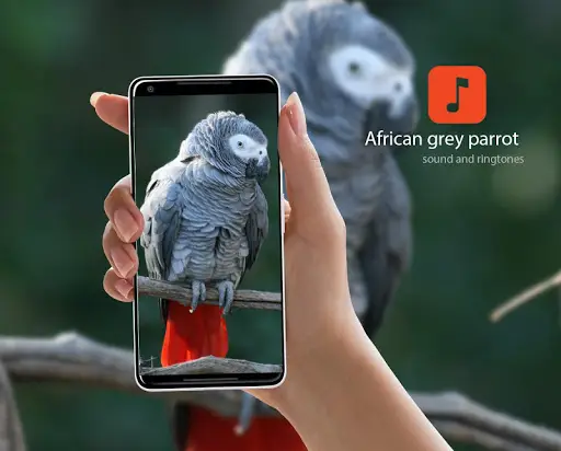 African grey parrot ringtones APK Download 2023 - Free - 9Apps