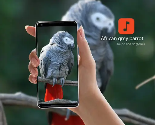 African grey parrot ringtones APK Download 2023 - Free - 9Apps African grey parrot ringtones APK Download 2023 - Free - 9Apps