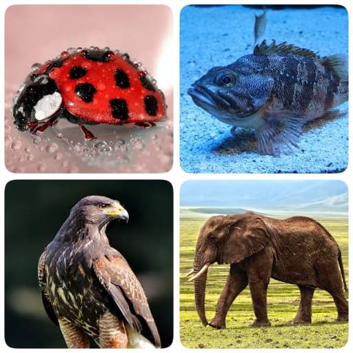 Animals -Quiz about Mammals, Birds, Fish!Zoo quiz.