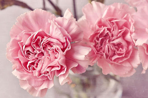 Wallpaper  carnation flowers couple red double 1600x1200  4kWallpaper   1084934  HD Wallpapers  WallHere