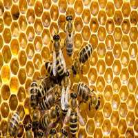 Health Benefit of Honey