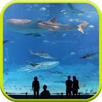 Mega Aquarium Video Wallpaper