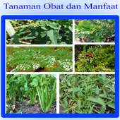 Jenis Tanaman Obat dan Manfaatnya