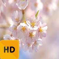 Beautiful Spring HD FREE Wallpaper