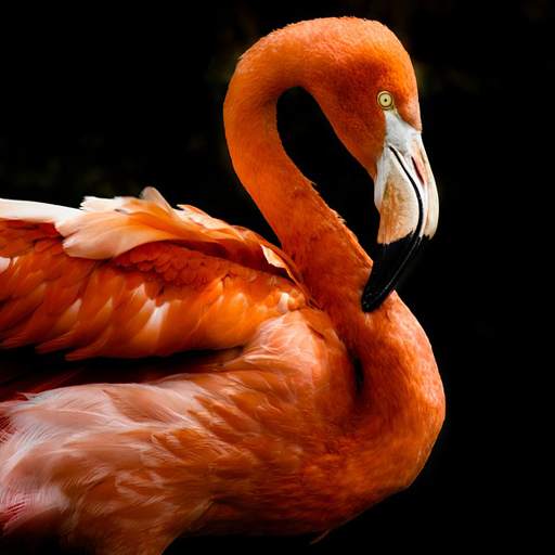 Beautiful Flamingo Backgrounds