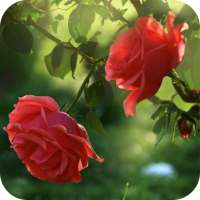 Red Rose Flower Live Wallpaper on 9Apps