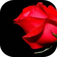 Belles Bouquets De Fleurs on 9Apps