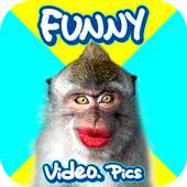 Funny GIF on 9Apps