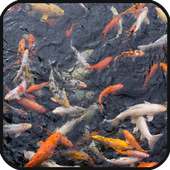 Fish Pond Live Wallpaper on 9Apps