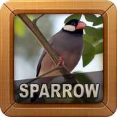 Sparrow Bird Sounds on 9Apps