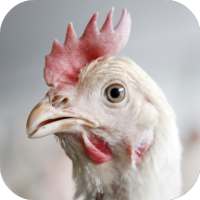 Chicken Sounds on 9Apps