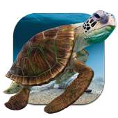 Turtle Underwater Live WP on 9Apps
