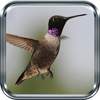 Birds Images App