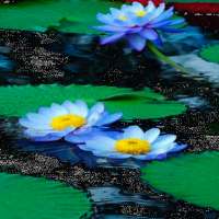 Nature Lotus Live Wallpaper on 9Apps