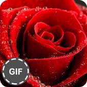 صور زهور متحركة GIFs on 9Apps