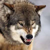 Sfondi Wild Wolf