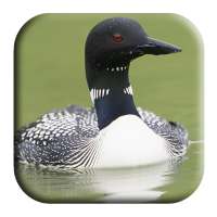 Loon Sounds on 9Apps