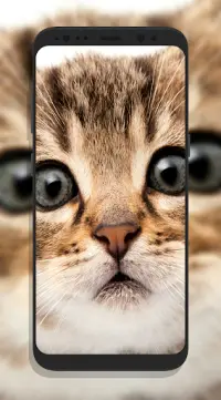 Cute Cat Wallpapers APK Download 2023 - Free - 9Apps