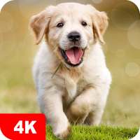 Hintergrundbilder mit Hunde 4K