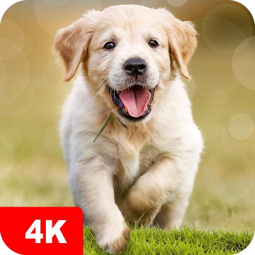 Dog Wallpapers & Puppy 4K