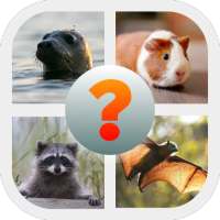 Animals guess the pic