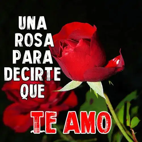 Descarga de la aplicación Flores y Rosas de Amor con Frases Románticas 2023  - Gratis - 9Apps