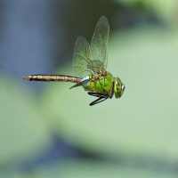 Dragonfly Sound on 9Apps