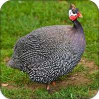 Guinea Fowl Sounds & Calls on 9Apps