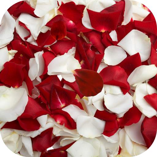 Rose petals Live Wallpaper