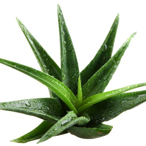 Health Benefits of Aloe Vera