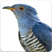 Himalayan Cuckoo Sounds : Himalayan Cuckoo Song on 9Apps