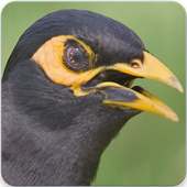 Common Myna Call : Common Myna Talking on 9Apps