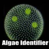 Algae Identifier