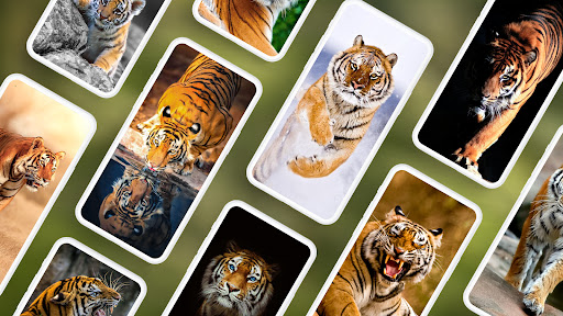 4k tiger 1080P 2K 4K 5K HD wallpapers free download  Wallpaper Flare