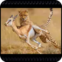 Documentary videos wild animals APK Download 2023 - Free - 9Apps Documentary videos wild animals APK Download 2023 - Free - 9Apps