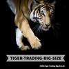 Tiger-Trading-Big-Size App