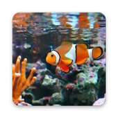 Clown Fish Wallpaper on 9Apps