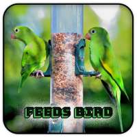 Feeds Bird