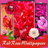 Red roses wallpapers HD | offline