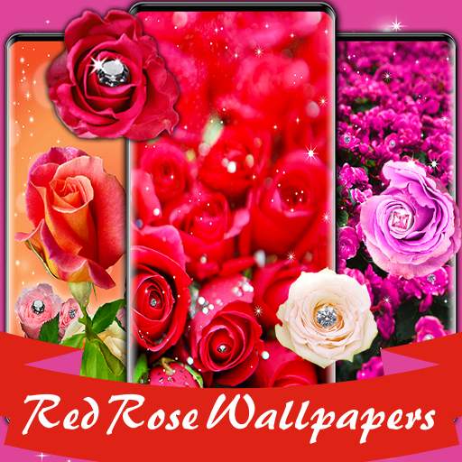 Red rose wallpapers HD | offline
