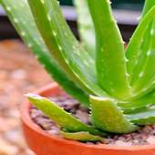 Aloe Vera Uses & Benefits on 9Apps
