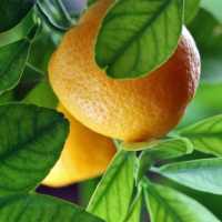 Lemon Benefits on 9Apps